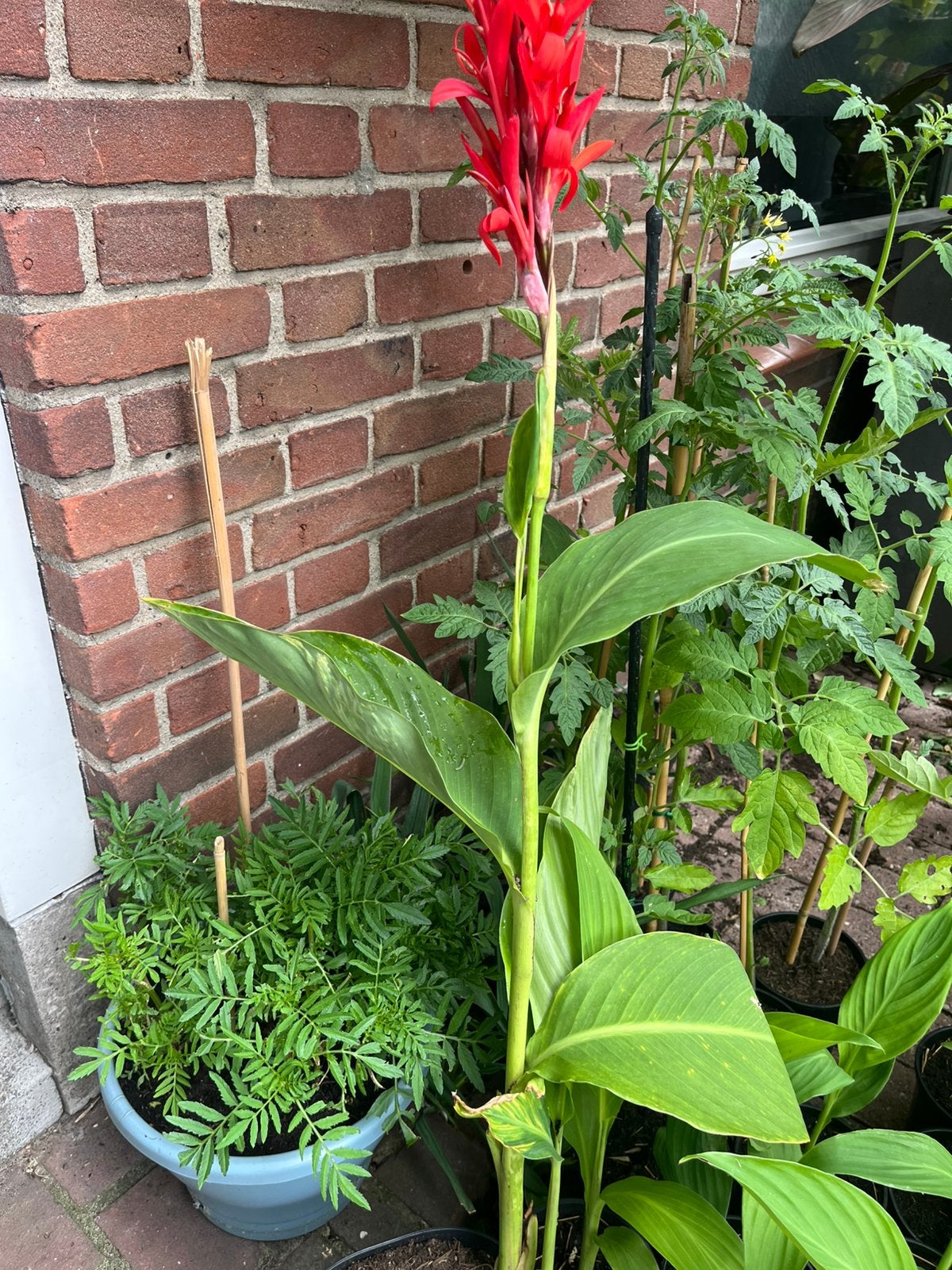 Canna lelies Indisch bloem riet mooie vaste planten, Vaste plant, Halfschaduw, Zomer, Ophalen