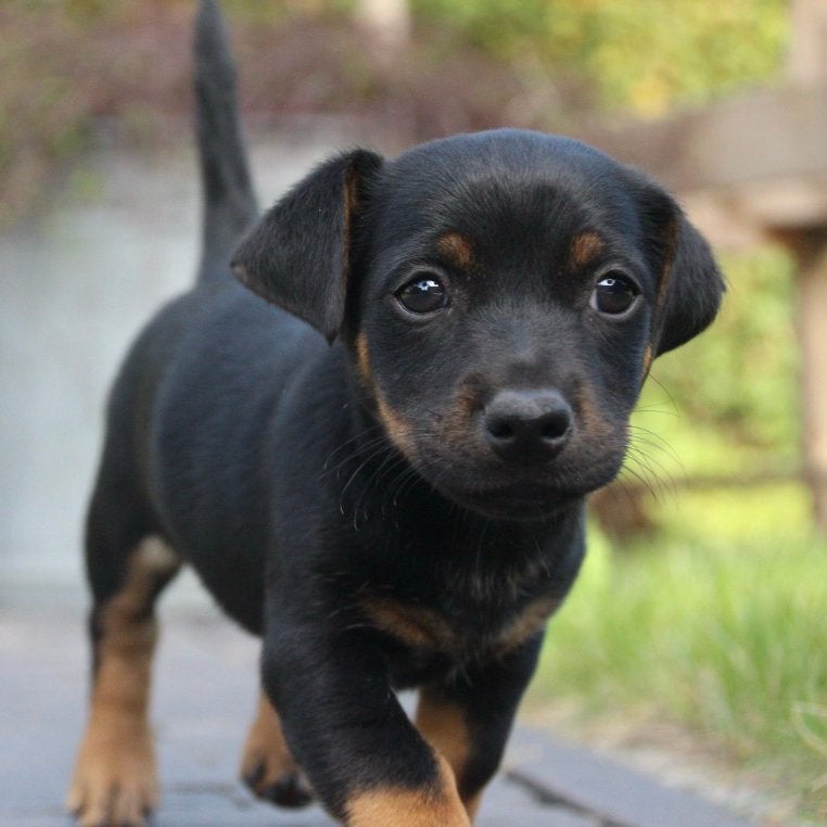 Super mooie jack russel jackrussell pups, Dieren en Toebehoren, Parvo, Jack Russell Terriër, 8 tot 15 weken, Meerdere
