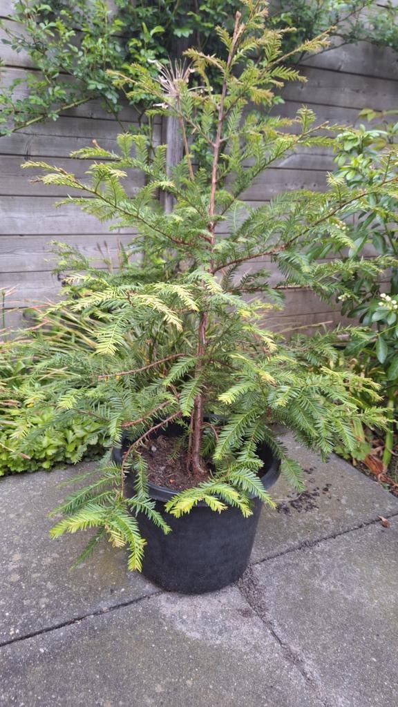 Sequoia sempervirens (Kustmammoetboom) in grote pot, Tuin en Terras, Planten | Bomen, Bloeit niet, Overige soorten, 100 tot 250 cm