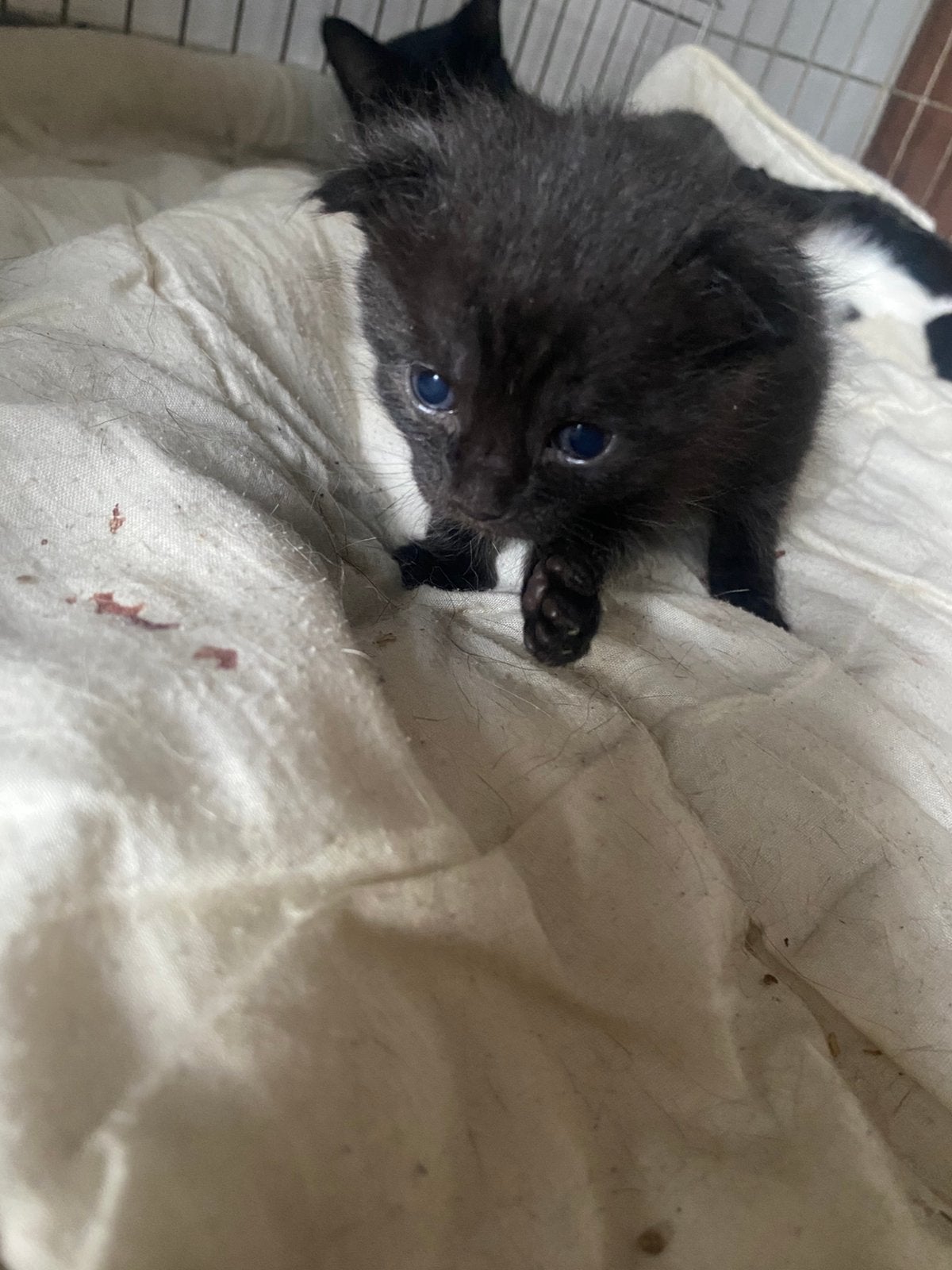 Lieve speelse zwarte geprinte kitten, Dieren en Toebehoren, Poes, 0 tot 2 jaar