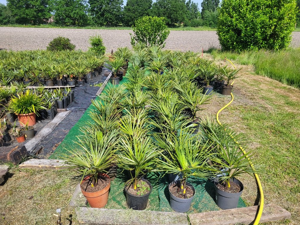 Grote partij palmbomen te koop, Tuin en Terras, Volle zon, Vaste plant, Zomer, Ophalen