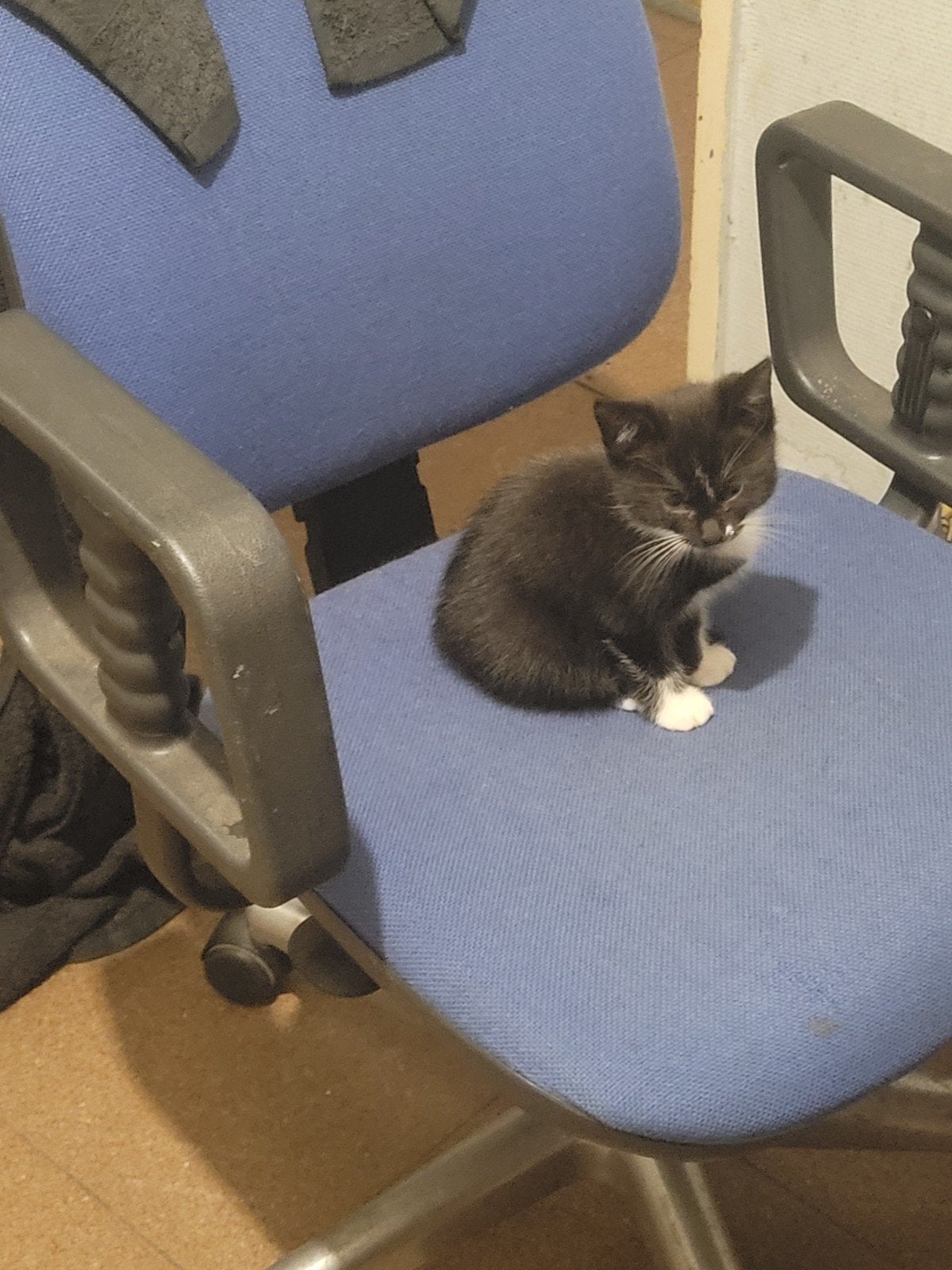 3 lieve kittens, Meerdere dieren