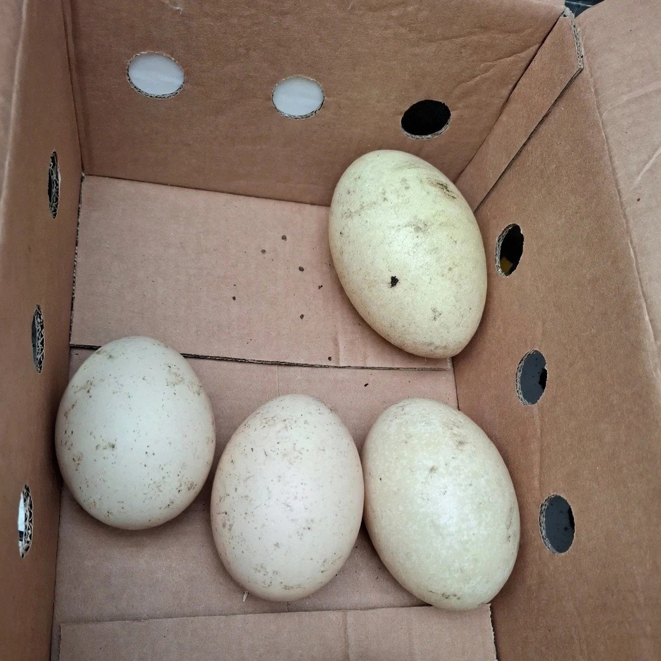 4 verse eieren nandoe, Dieren en Toebehoren, Geslacht onbekend, Kip
