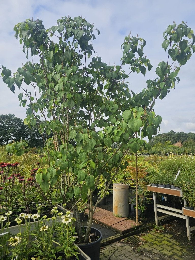 HEESTER Mallotus japonicus Japanse mallotus, Akame Bijzonder, Overige soorten, Volle zon, Vaste plant, Ophalen of Verzenden