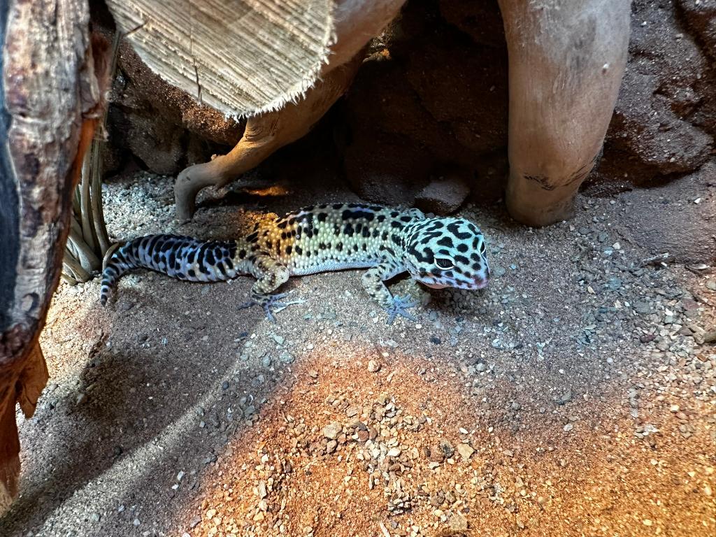 Luipaardgekko's vrouwen Leopard Gecko - female for sale from Dierenspeciaalzaak Reerink