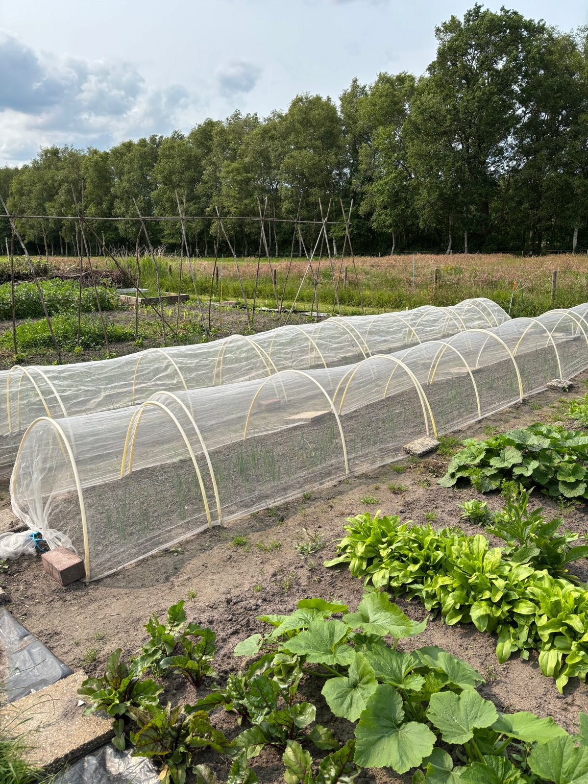 Verse preiplanten prei, Tuin en Terras, Ophalen of Verzenden, Gebruikt, Kweektent