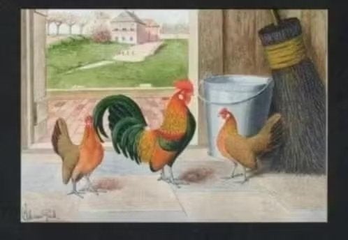 Pluimvee Kippen Hollandse Kriel Boerderij, Van Gink, Ophalen of Verzenden, 1980 tot heden, Ongelopen, Vogel