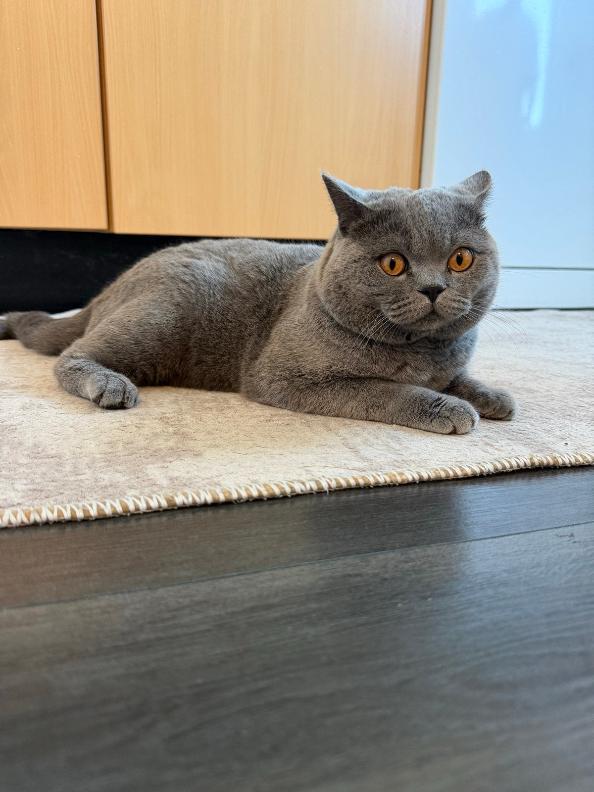 Originele britse korthaar dekkater