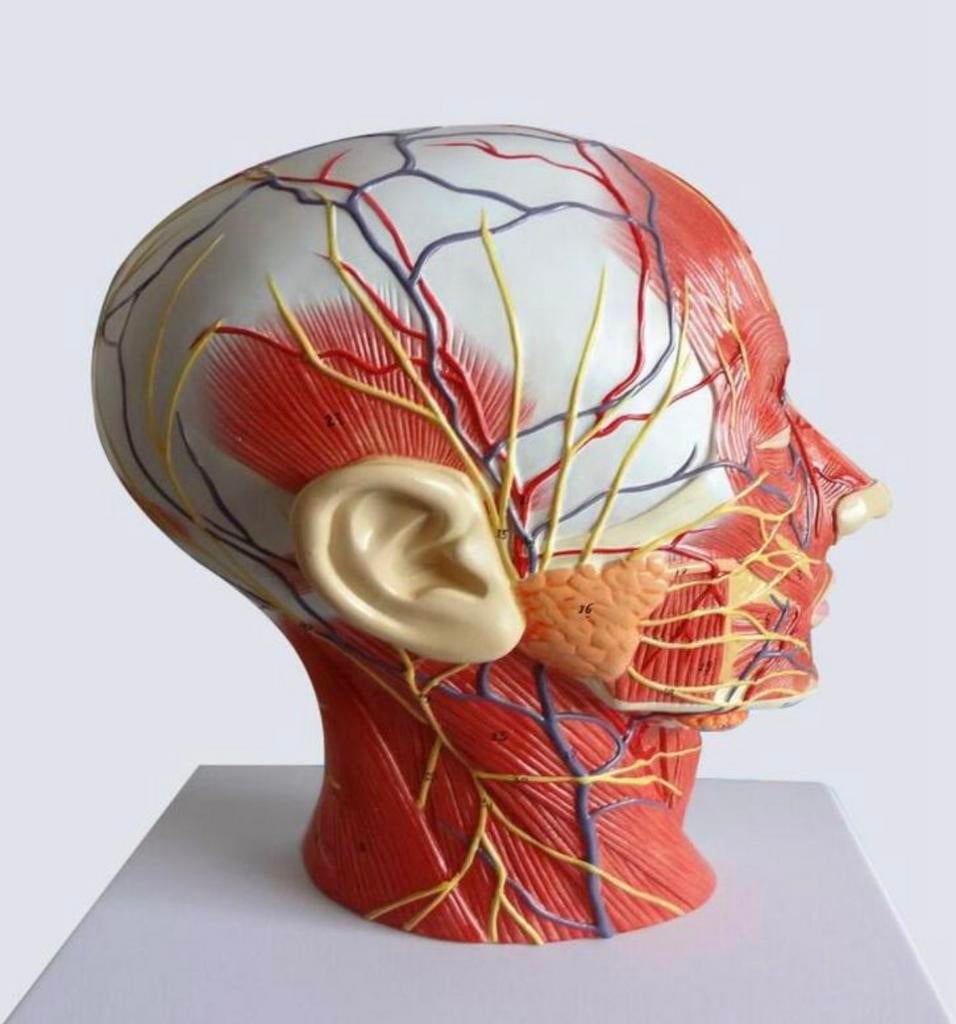 Hoofd Hersenen Spieren Zenuwen Menselijk Anatomie Model, Verzenden, Nieuw