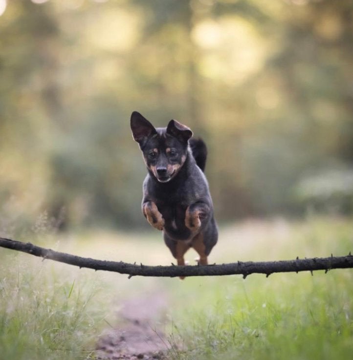 SPOED. Gouden plekje met alle rust en natuur., Dieren en Toebehoren, Honden | Niet-rashonden, 6 jaar of ouder, Particulier, Reu