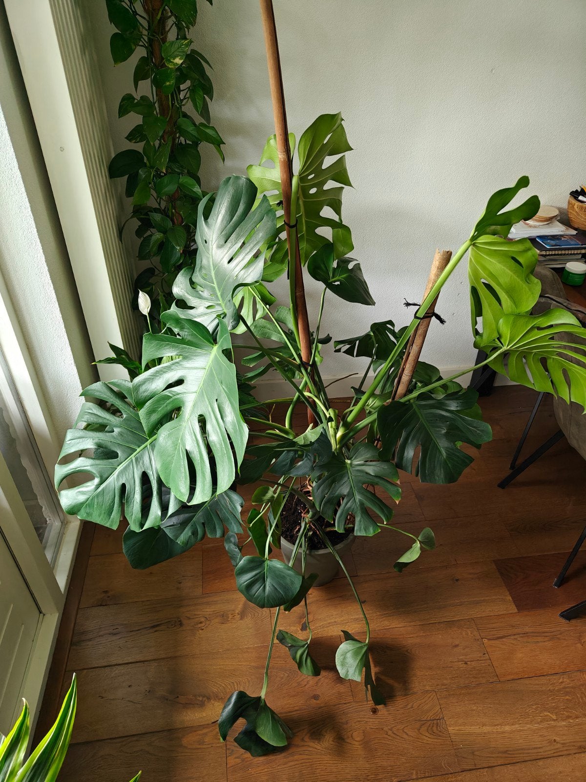 Grote Monstera Deliciosa, 100 tot 150 cm, Overige soorten, In pot, Groene kamerplant