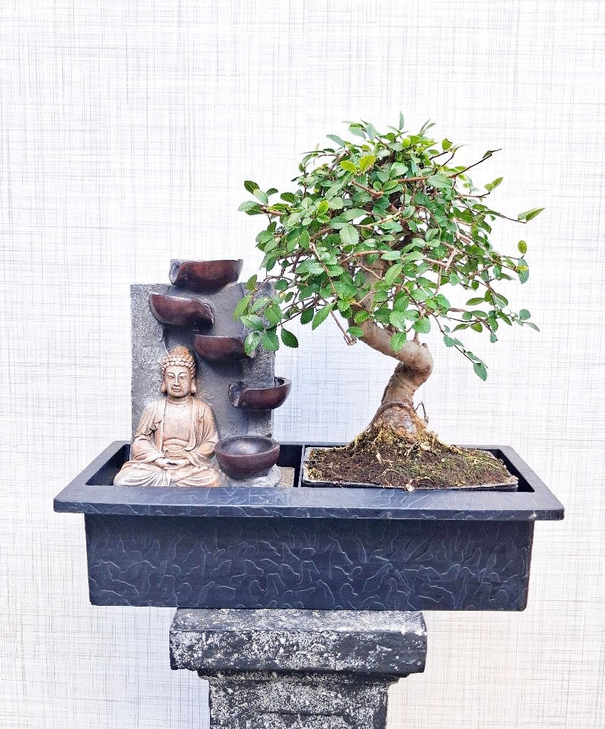 1 Bonsai Chinese Iep Met Waterval- Ulmus Parvifolia, Tuin en Terras, In pot, Bloeit niet, Halfschaduw, Minder dan 100 cm