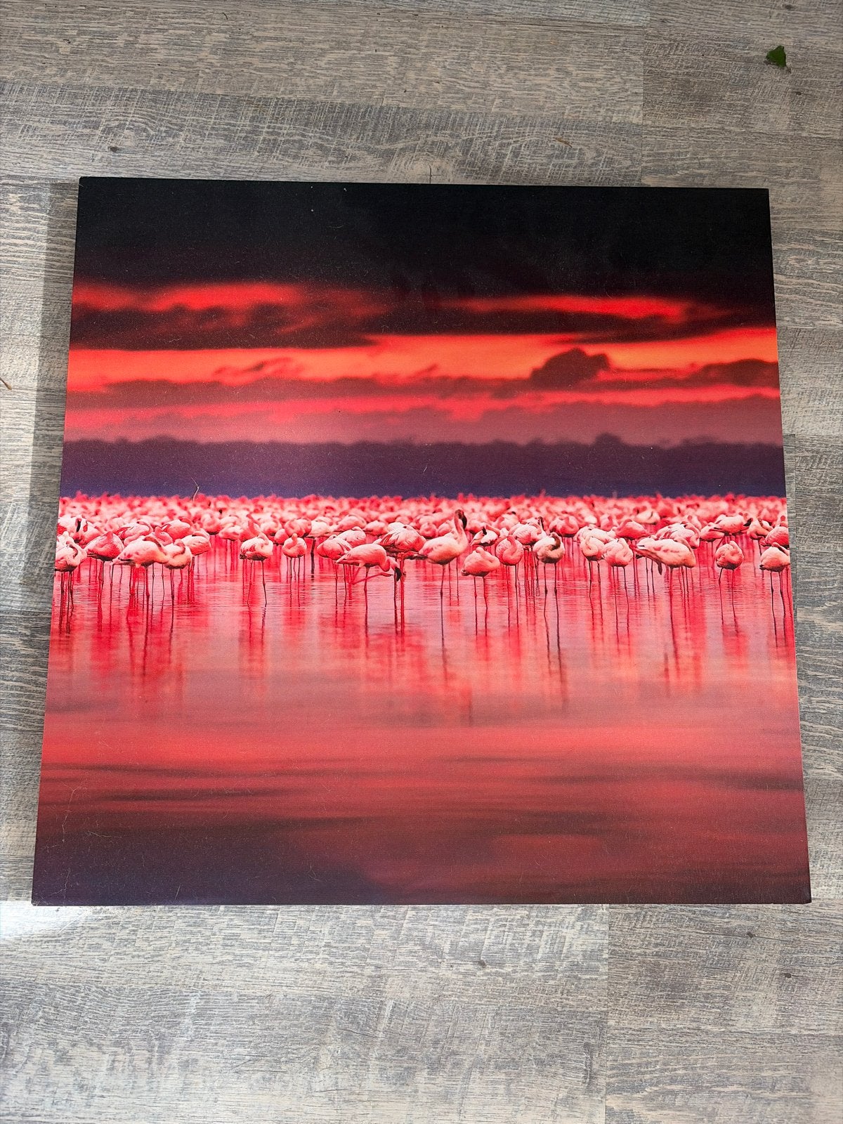 Flamingo's 58x58 cm, Ophalen, 50 – 75, Gebruikt, Schilderij
