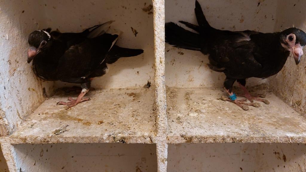 Jonge postduiven, Dieren en Toebehoren, Meerdere dieren, Geringd