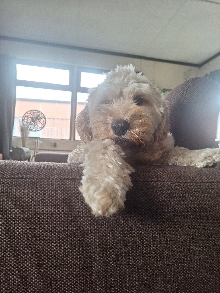 Cockapoo x Australian labradoodle, 8 tot 15 weken, Meerdere dieren, Eén hond, Middel