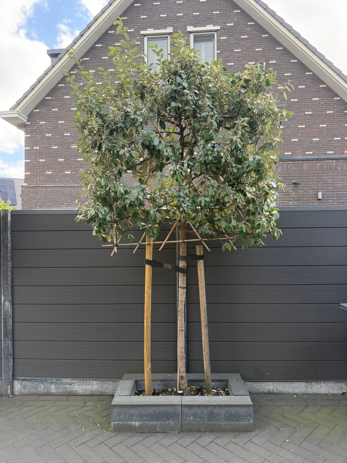 3x Olijfwilg Leimbomen te koop (Elaeagnus ebbingei), Tuin en Terras, Ophalen, Halfschaduw, Leiboom, 100 tot 250 cm