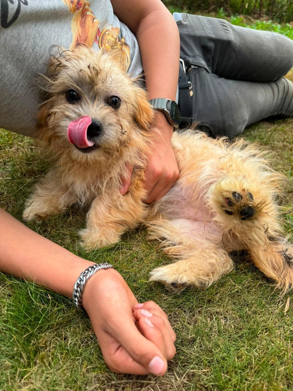 Lief en aanhankelijk Poedel  Pomeriaantje, Parvo, 15 weken tot 1 jaar, Eén hond, Nederland