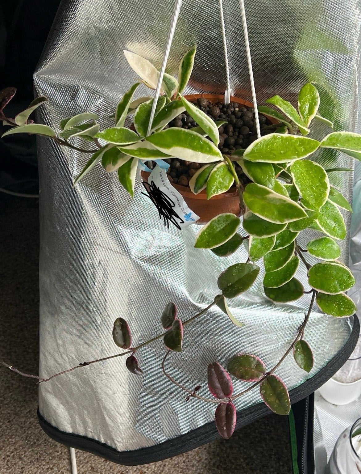 Hoya Carnosa 'Flamingo Dream' - Hangplant, Overige soorten, In pot, Minder dan 100 cm, Groene kamerplant