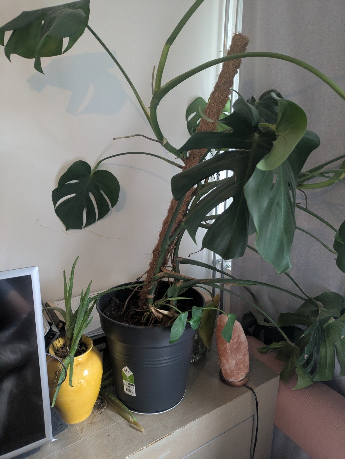 Diverse plantenpakket: Monstera, Palm, Aloë Vera en meer, Ophalen, 100 tot 150 cm, Palm, Halfschaduw