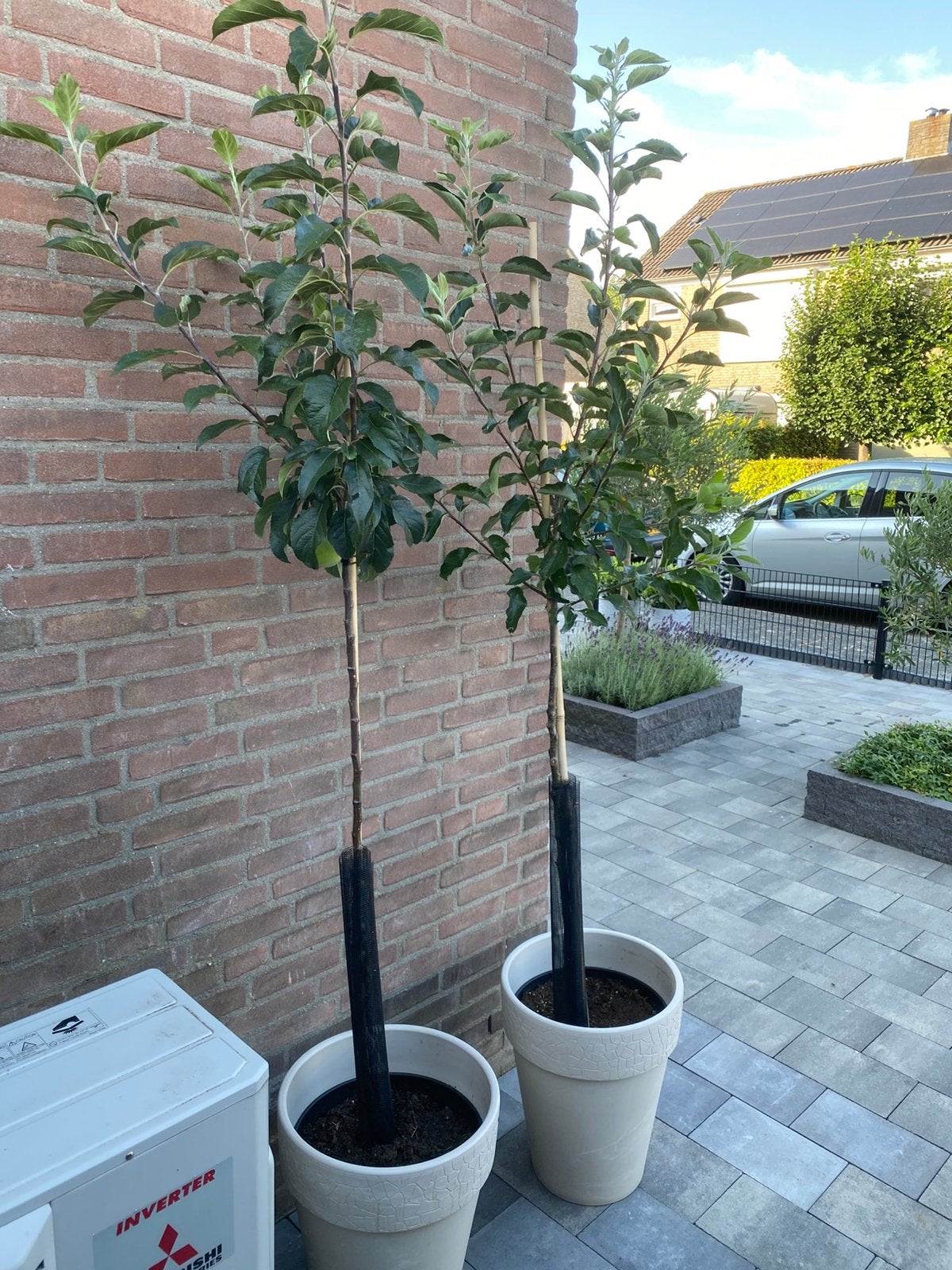Appelbomen in pot, Overige soorten, Lente, 100 tot 250 cm, Ophalen
