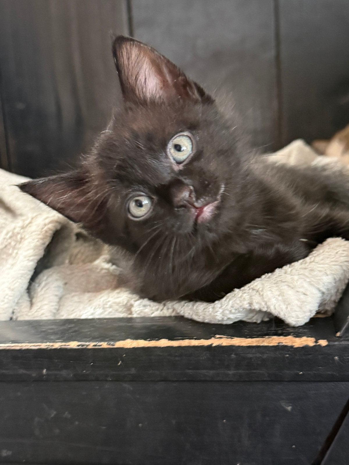 Boerderijkittens supertam en zindelijk, Dieren en Toebehoren, Meerdere dieren, Ontwormd, 0 tot 2 jaar