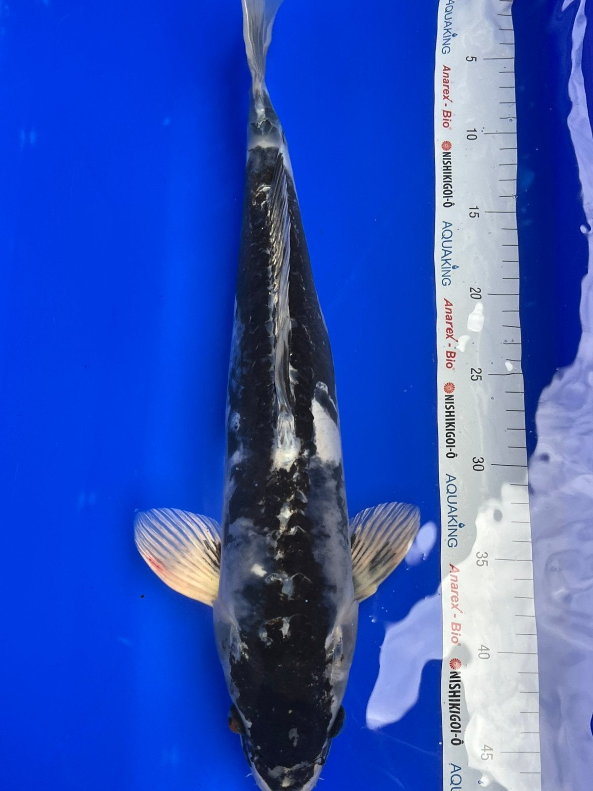 Kikokuryu, Dieren en Toebehoren, Karper of Koi
