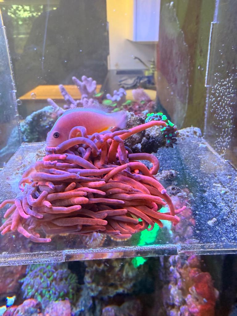 Rode anemoon met anemoon visje  zout water en hamer koraal., Dieren en Toebehoren, Vissen | Aquariumvissen, Vis, Zoutwatervis