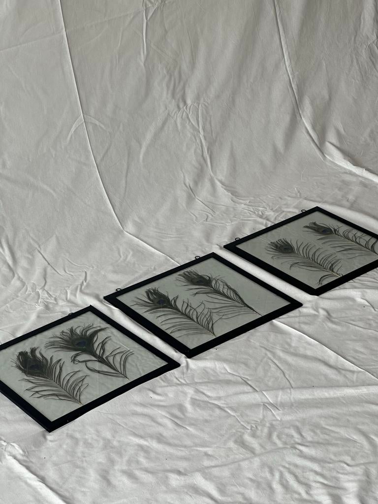 3x ingelijste pauwenveren, Huis en Inrichting, Ophalen, Zo goed als nieuw, Overige materialen, Minder dan 50 cm
