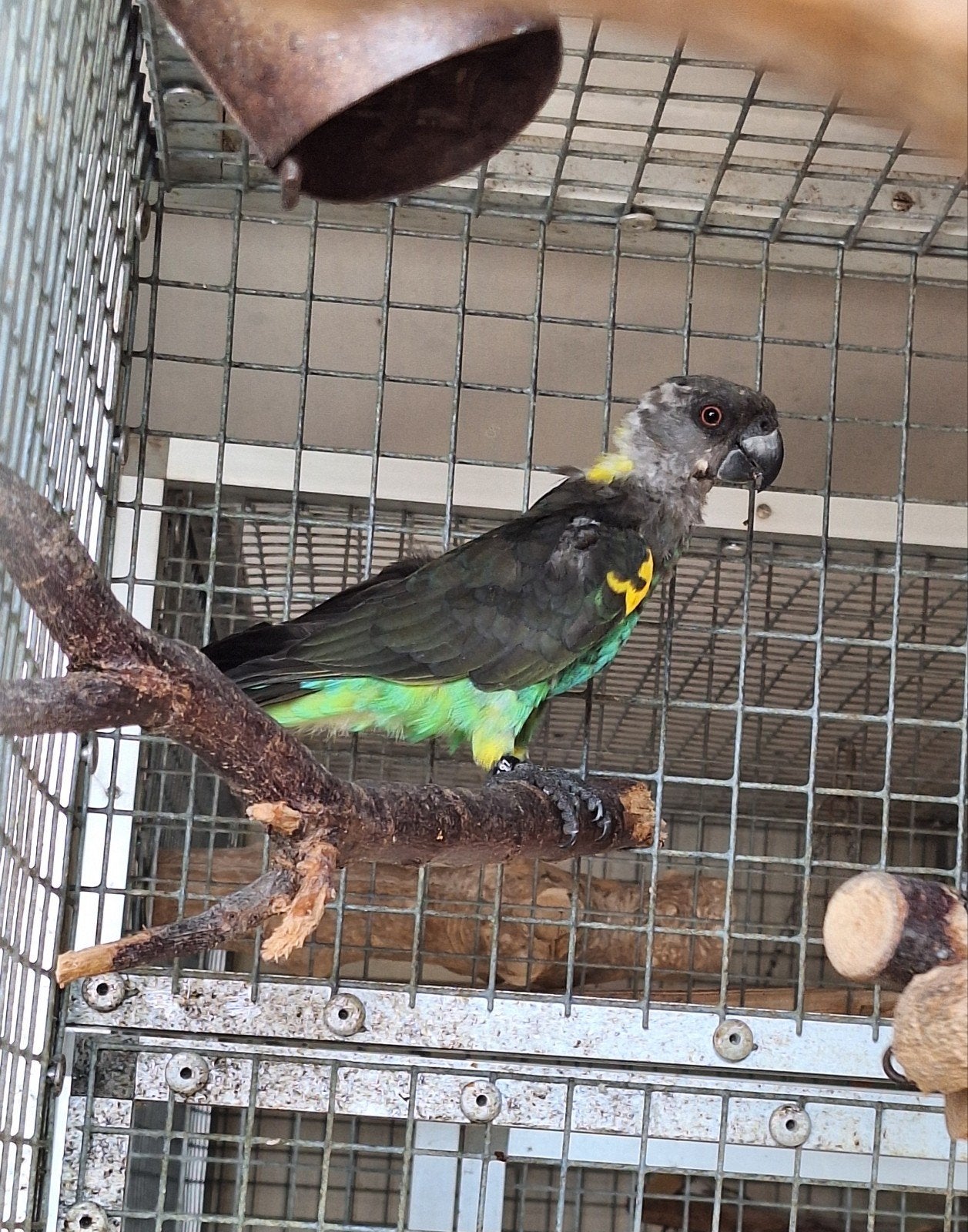 Meyers papagaai, Dieren en Toebehoren, Vogels | Parkieten en Papegaaien, Geslacht onbekend, Papegaai, Geringd