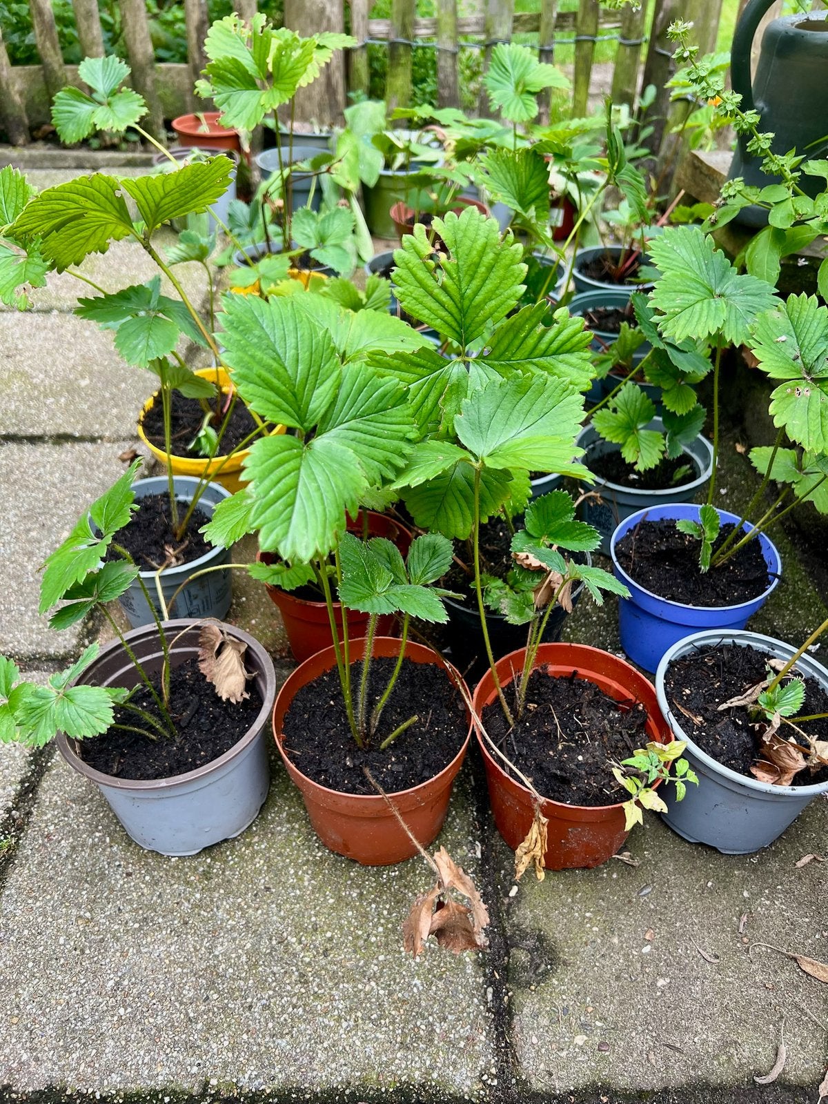 AARDBEIENPLANTEN uit Biologische moestuin In 2027 Aardbeien, Tuin en Terras, Planten | Tuinplanten, Ophalen, Volle zon, Vaste plant