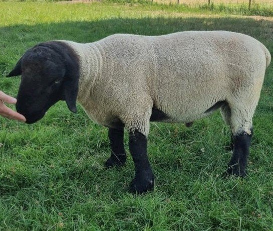 Suffolk ram stamboek  2025