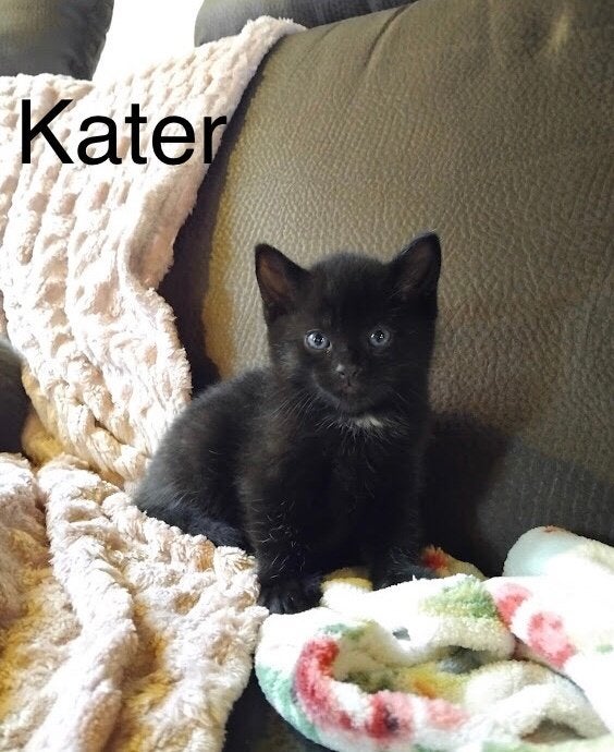 Kittens kruising britse langhaar, Meerdere dieren, 0 tot 2 jaar
