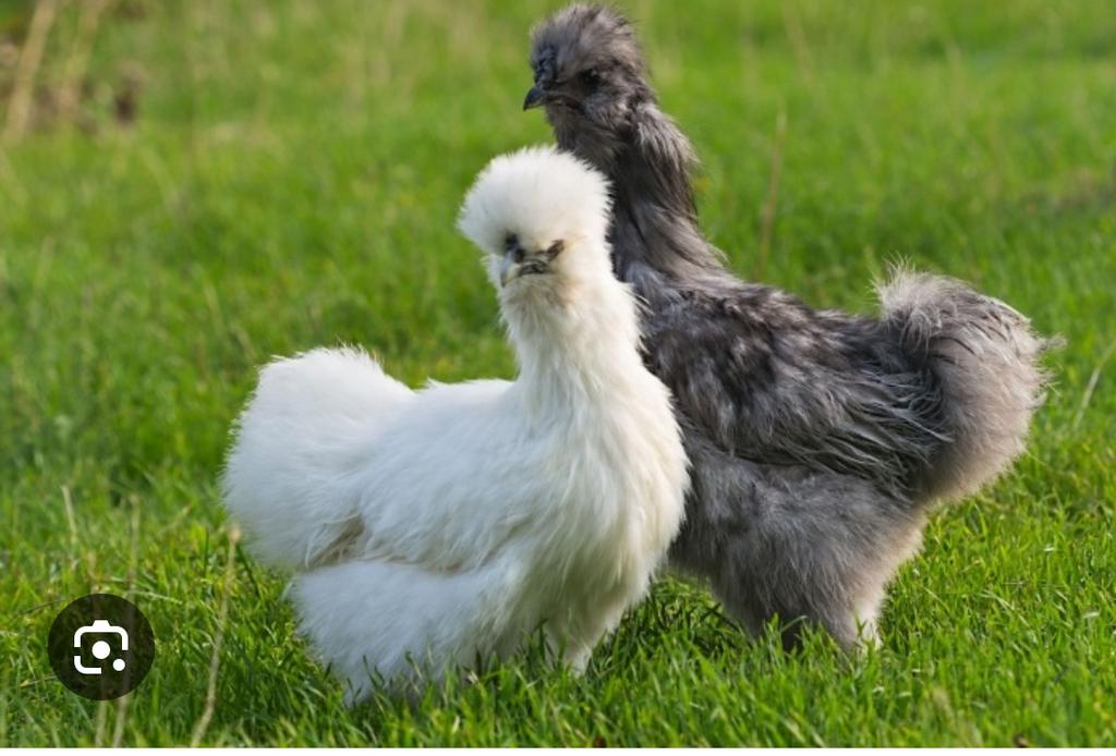 Zijdehoen kuijen in veel verschillende kleuren, Dieren en Toebehoren, Pluimvee, Meerdere dieren, Kip