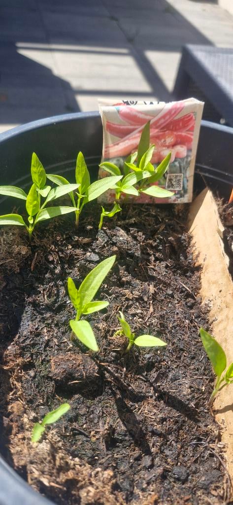 Scherpe peper & diverse tomatenplantjes te koop, Tuin en Terras, Ophalen of Verzenden, Voorjaar, Volle zon, Zaad