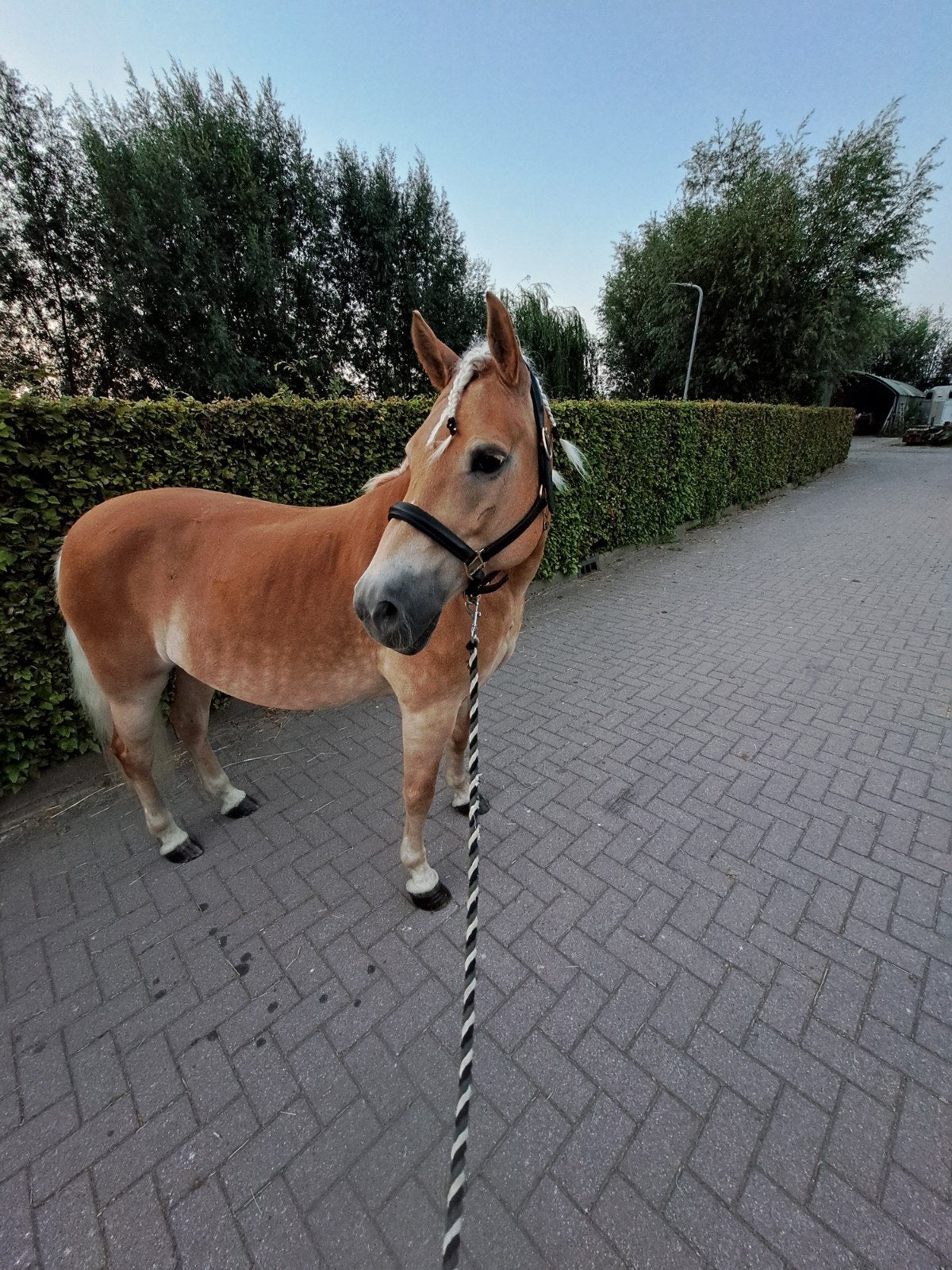 verzorger gezocht schiedam, Ophalen, Zo goed als nieuw
