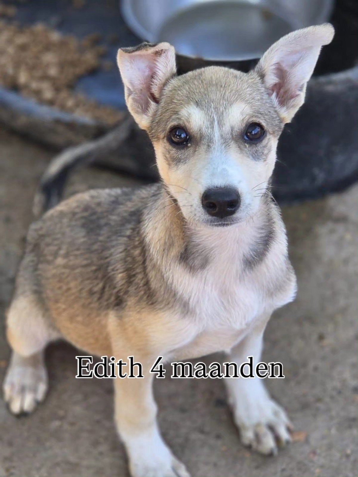 pup Edith zoekt een baasje, Dieren en Toebehoren, 15 weken tot 1 jaar, Handelaar, Buitenland, Teef