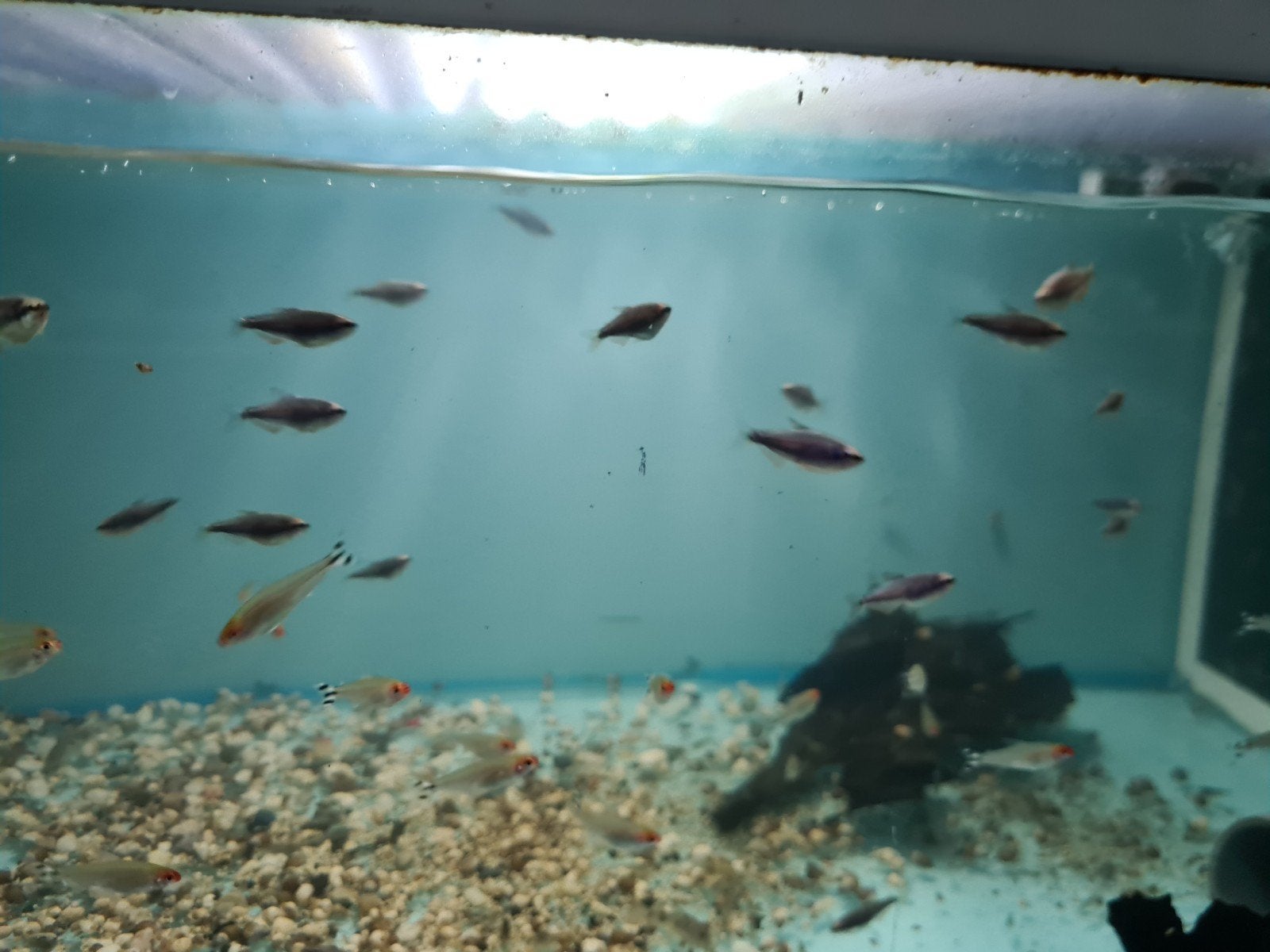 Blauwe Koningszalm, Inpaichthys kerri super blue, Dieren en Toebehoren, Vissen | Aquariumvissen, Zoetwatervis, Vis