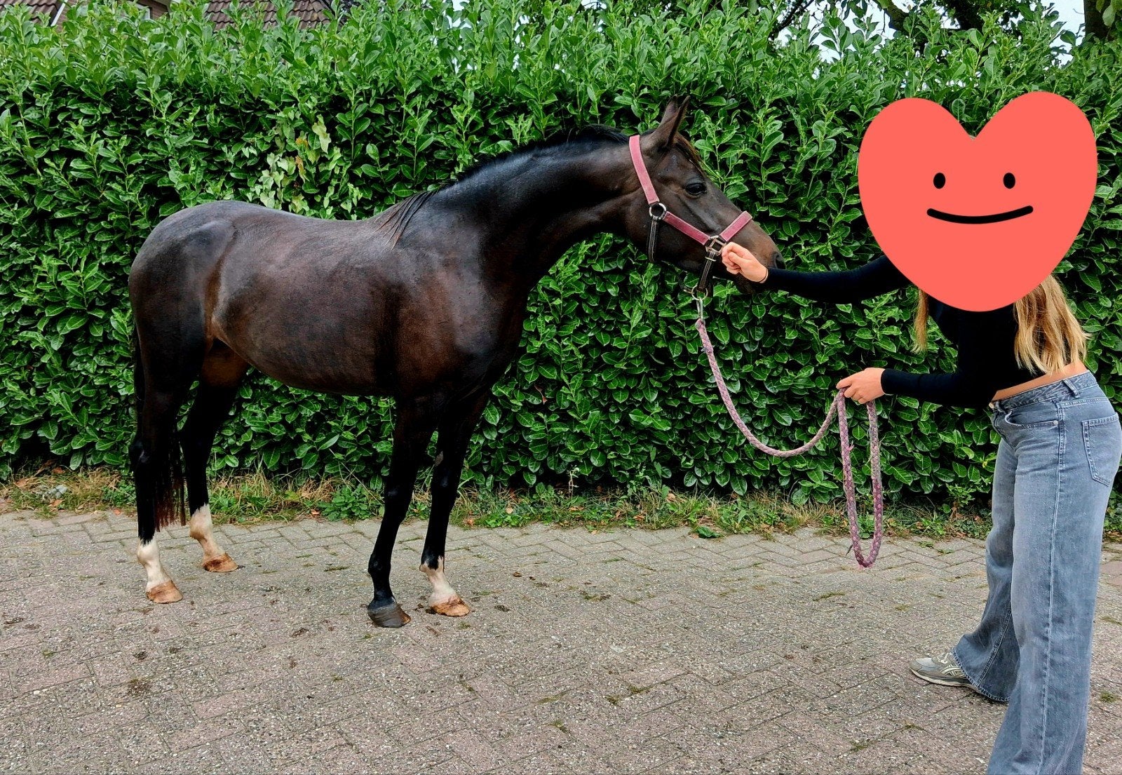 Fantastische 4 jarige NWR welsh merrie te koop!, Dieren en Toebehoren, Merrie, Met stamboom, Springpony, 3 tot 6 jaar