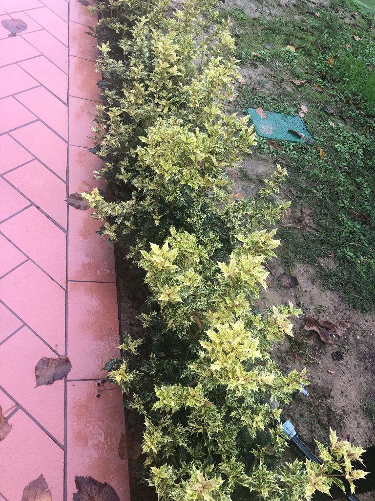 Schijnhulst voor haagje 3 KLEUREN, TRICOLOR, buxus vervanger, Volle zon, Vaste plant, Bloeit niet, Ophalen