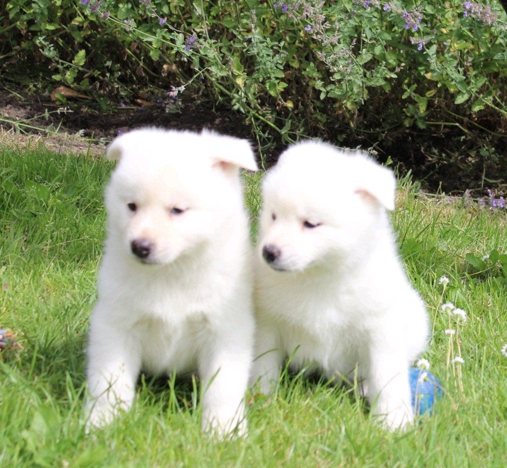 unieke japanse akita inu pups, Parvo, Overige rassen, 8 tot 15 weken, Meerdere