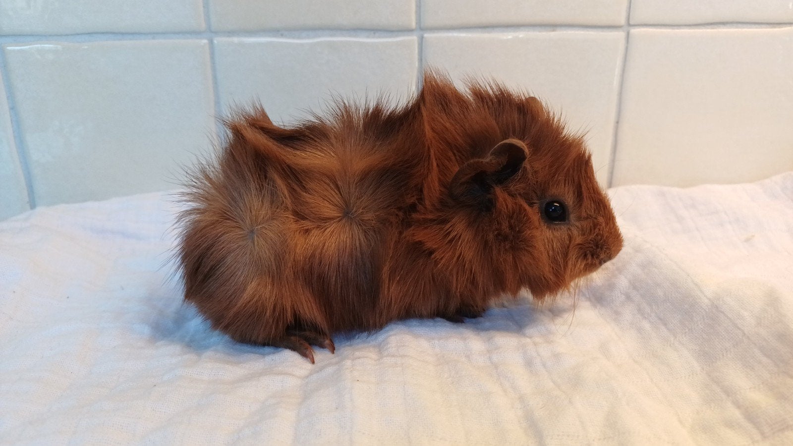 prachtig jong caviaatje - rood cavia beertje, Dieren en Toebehoren, Cavia, Mannelijk, Tam, September