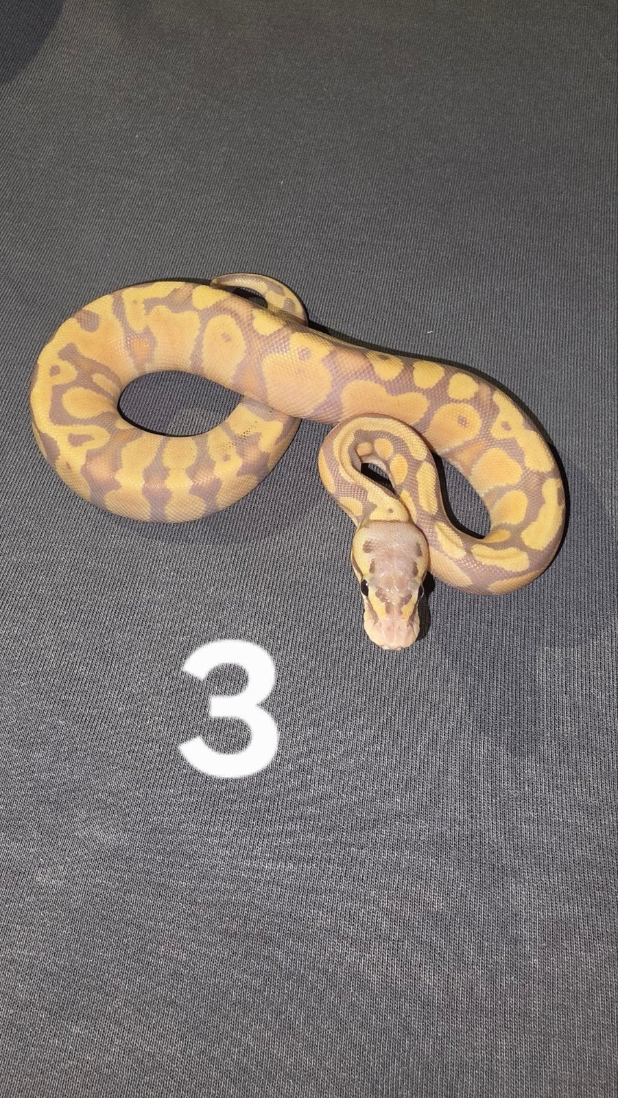 0.2 Banana Pastel – 100% het Clown (poss Blade - Lesser) Ball Python - male for sale from Daan
