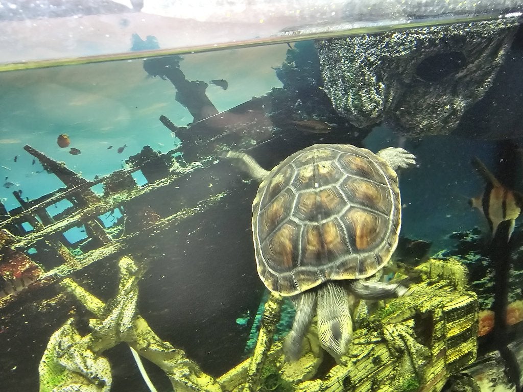 Schildpad te koop, Schildpad, 0 tot 2 jaar