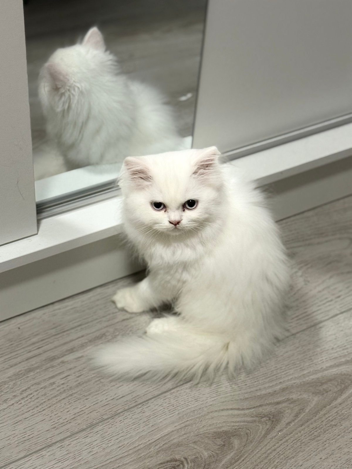 Perzische kittens, Dieren en Toebehoren, Meerdere dieren, Gechipt, 0 tot 2 jaar