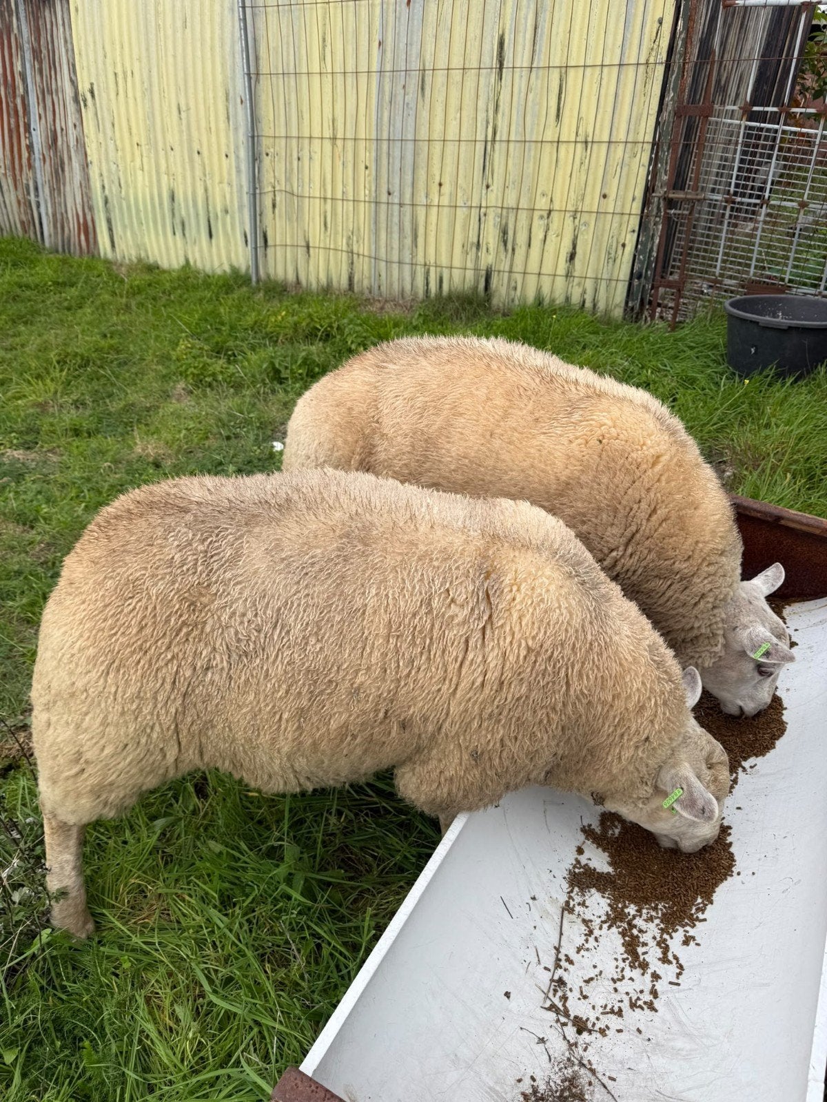schapen, Mannelijk, Schaap, 0 tot 2 jaar