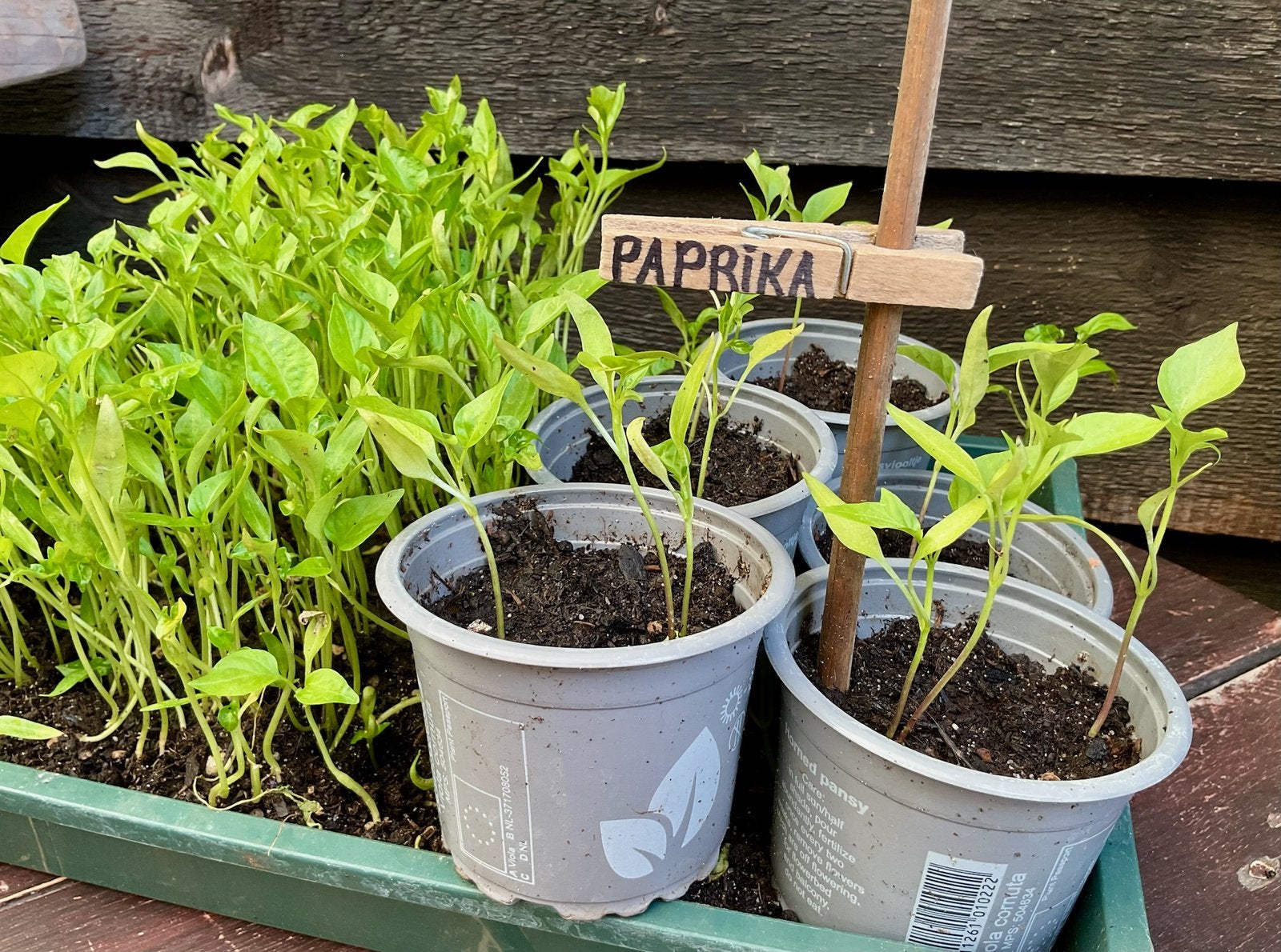 PAPRIKA Plantjes uit Biologische moestuin +  Puntpaprika, Ophalen, Volle zon, Groenteplanten, Eenjarig