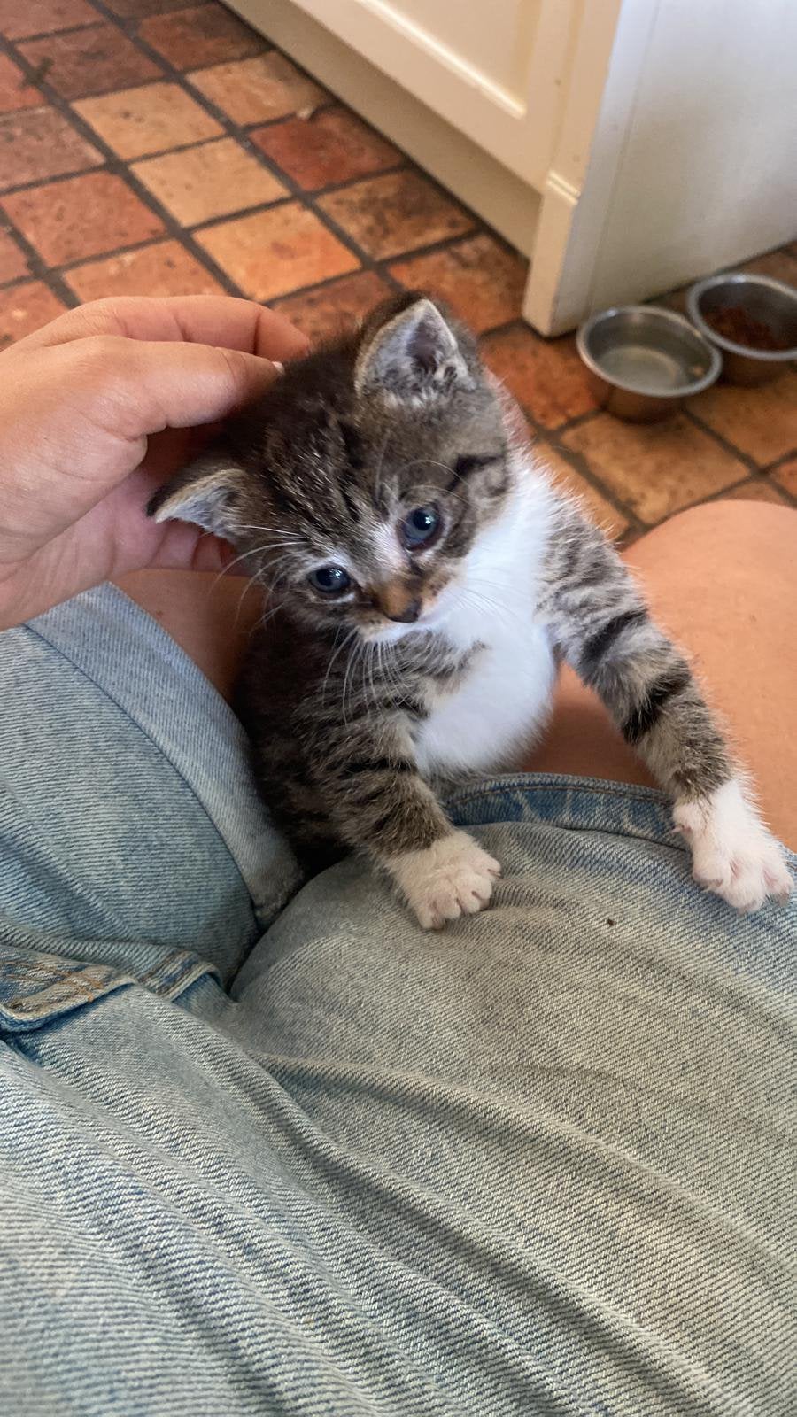 Rode tijger katerje lieve speelse  kittens, Meerdere dieren