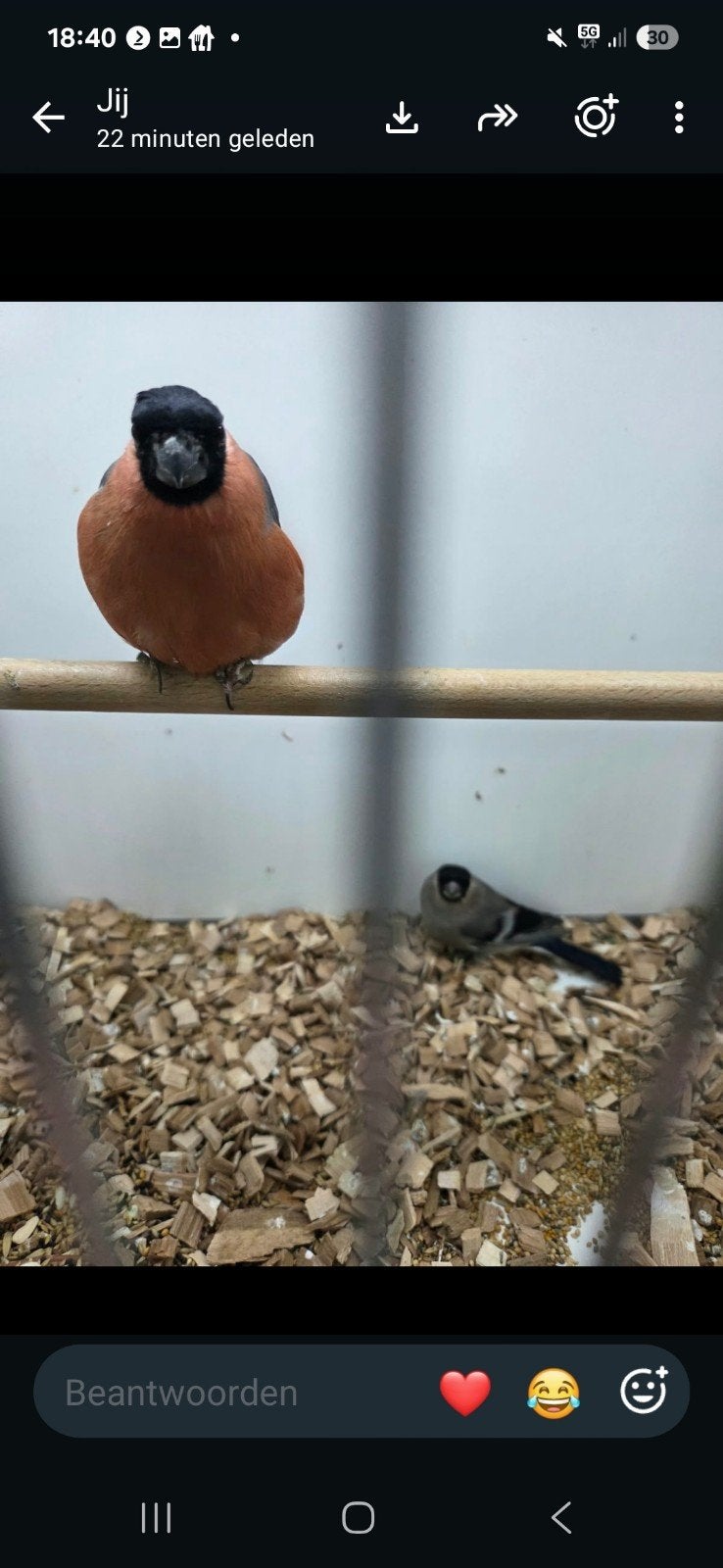 diverse vogels, Dieren en Toebehoren
