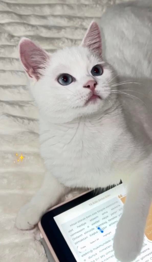 Kater dekking Ragdoll, Dieren en Toebehoren, Katten en Kittens | Overige Katten, Kater, Kortharig, 0 tot 2 jaar