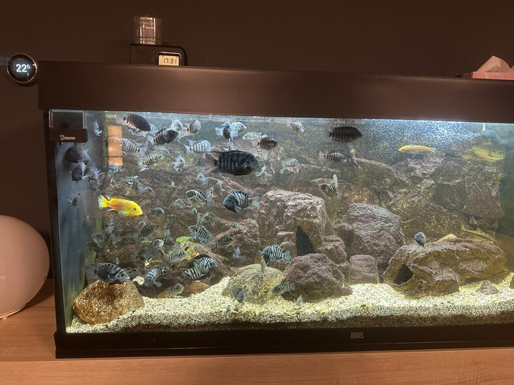 Juwel Rio 240, Ophalen, Zo goed als nieuw, Leeg aquarium